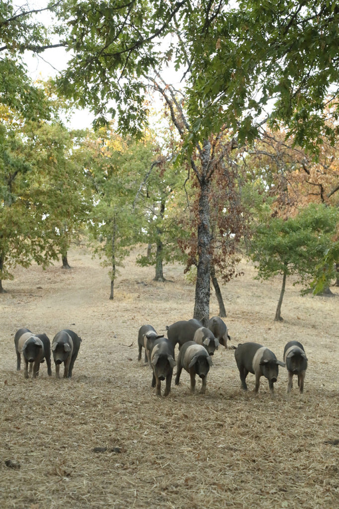 Herd of Cinta Senese pigs roaming freely
