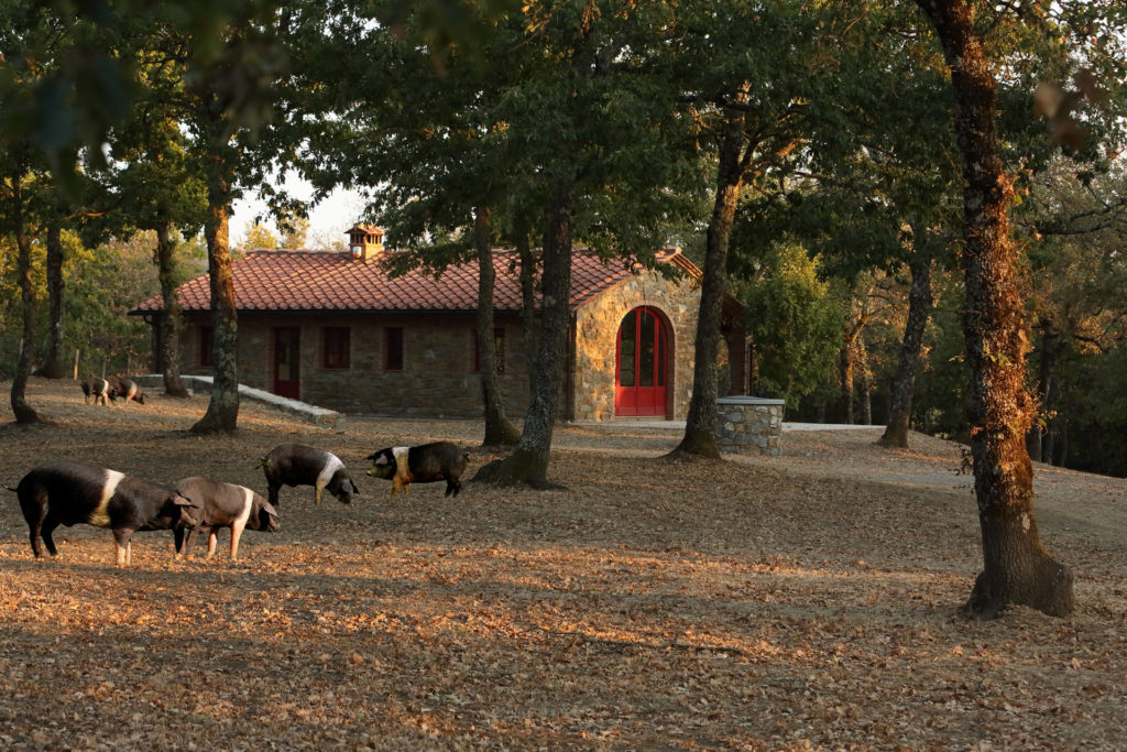 Cottege nestled in the woods of Chianti area