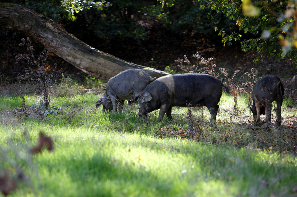 Cinta Senese grazing in the Chianti valley