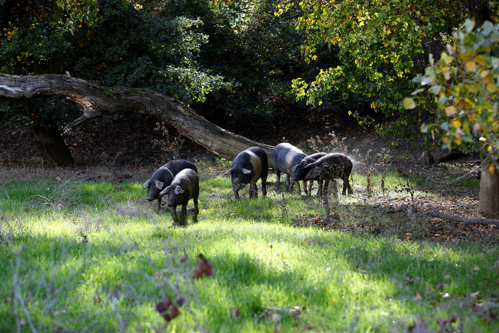 Cinte Senesi herd in the woods of Barbischio in Gaiole in Chianti