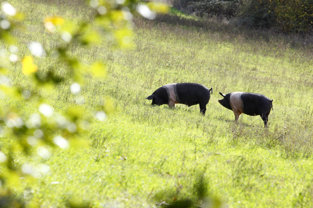 Free-range Cinta Senese pig in Chianti valley woods