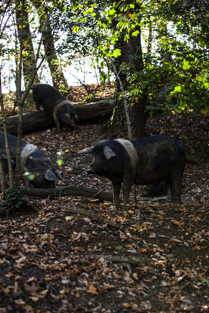 Cinta Senese pigs with the typical light stripe of the breed