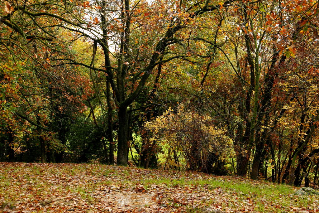 Bois en Toscane