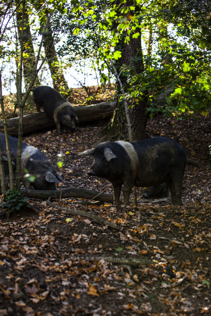 Cinta Senese dans les bois de Barbischio