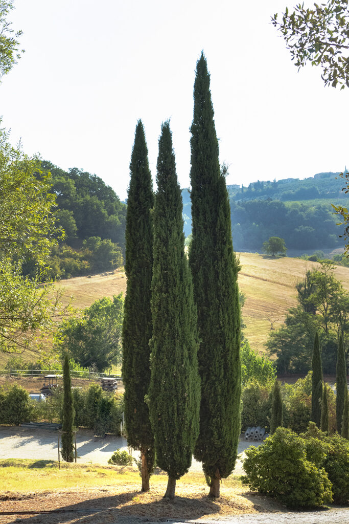 Cipressi toscani nell'allevamento all'aperto di Cinta Senese Dop