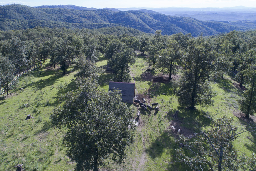 Vista aerea dei boschi in Toscana